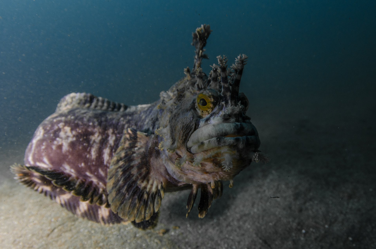 Рыбы японского моря