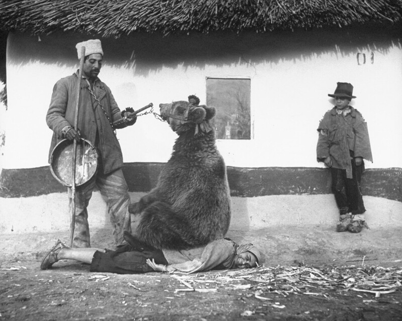 Лечение боли в спине с помощью медведя, Румыния, 1946 год