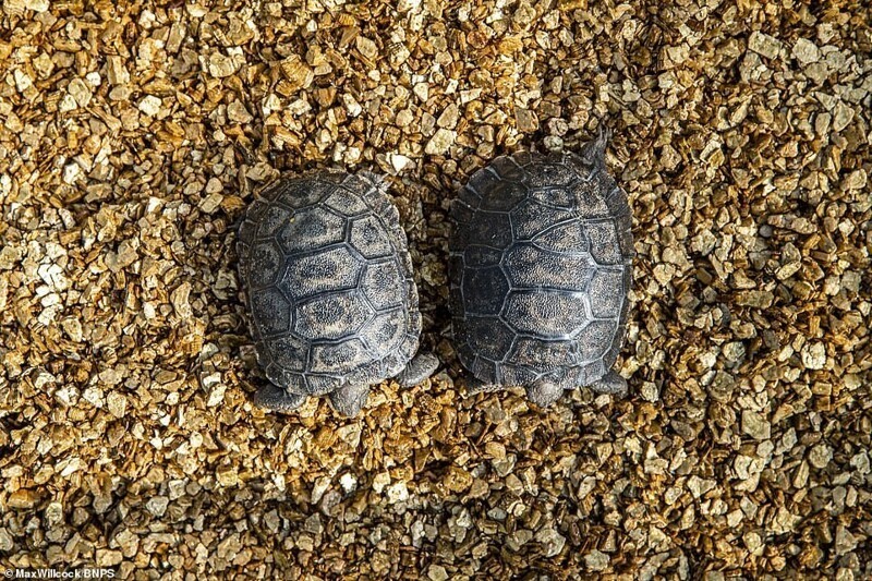 В британском зоопарке впервые родились детёныши галапагосских черепах