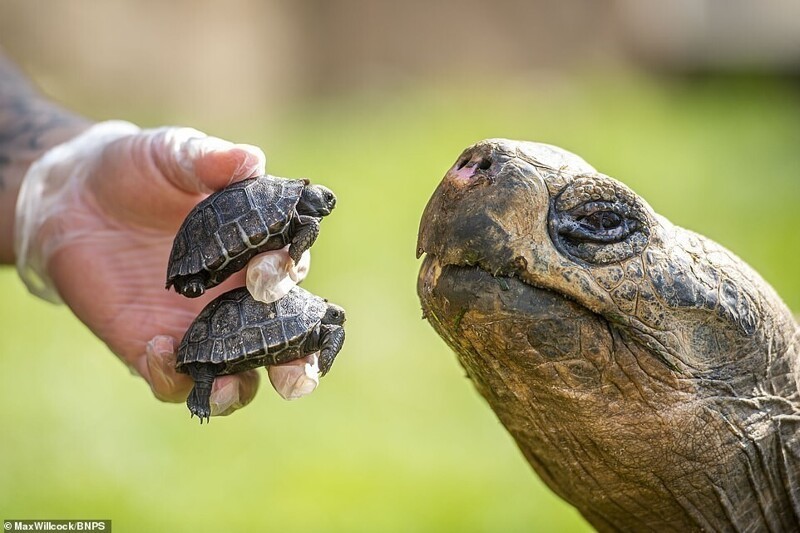 В британском зоопарке впервые родились детёныши галапагосских черепах
