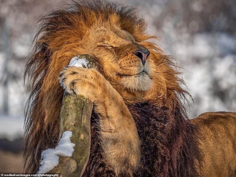 В чешском зоопарке живёт лев-фотомодель