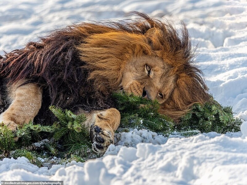 В чешском зоопарке живёт лев-фотомодель
