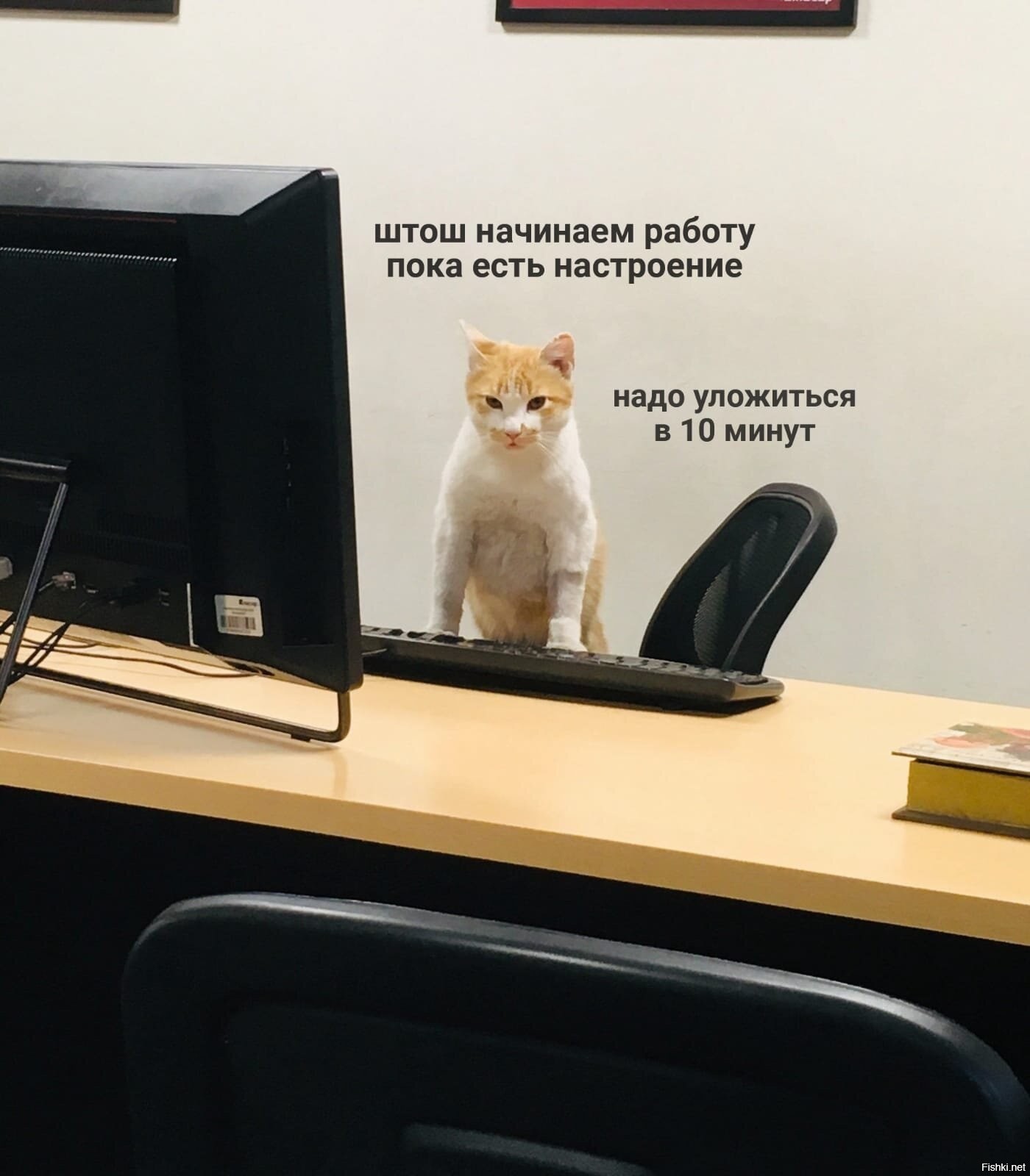 Не работает 10 минут. Котик на работе. Коты в офисе. Кот на работе офисный. Веселые про работу котики.