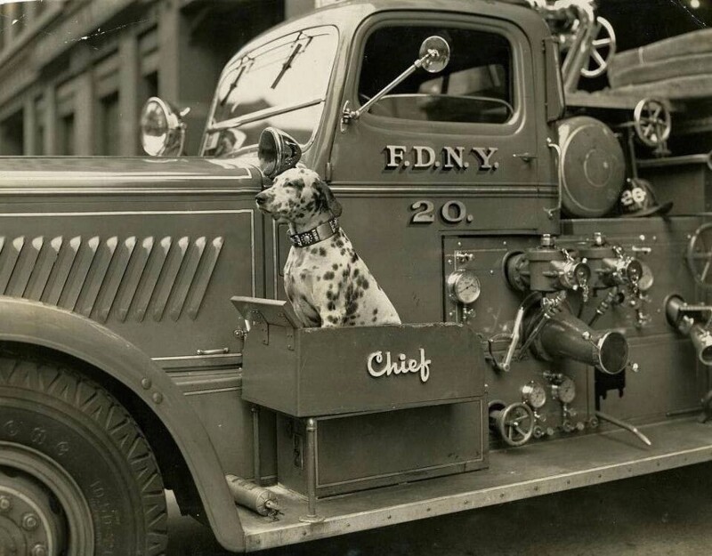 7. В пожарных машинах конца 30-х было особое место для служебных собак