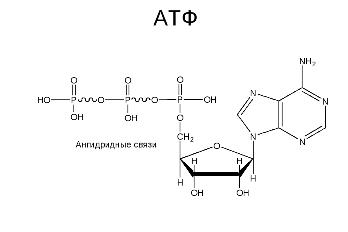 Химические связи атф. Структура АТФ формула. АТФ формула структурная. Строение АТФ макроэргические связи. Формула АТФ структурная строение.