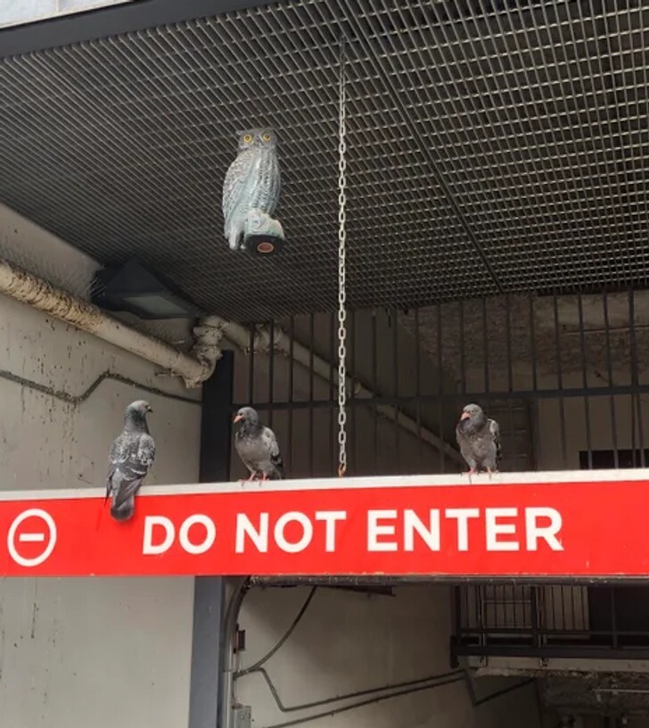 9. "На стоянке повесили пластиковую сову в надежде отпугнуть голубей. Не помогло"
