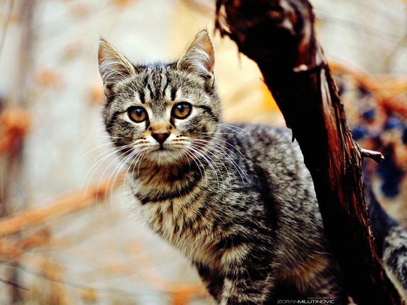 Позитивные фотографии котиков от сербского фотографа Zoran Milutinovic