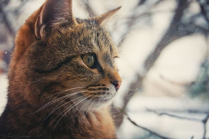 Позитивные фотографии котиков от сербского фотографа Zoran Milutinovic