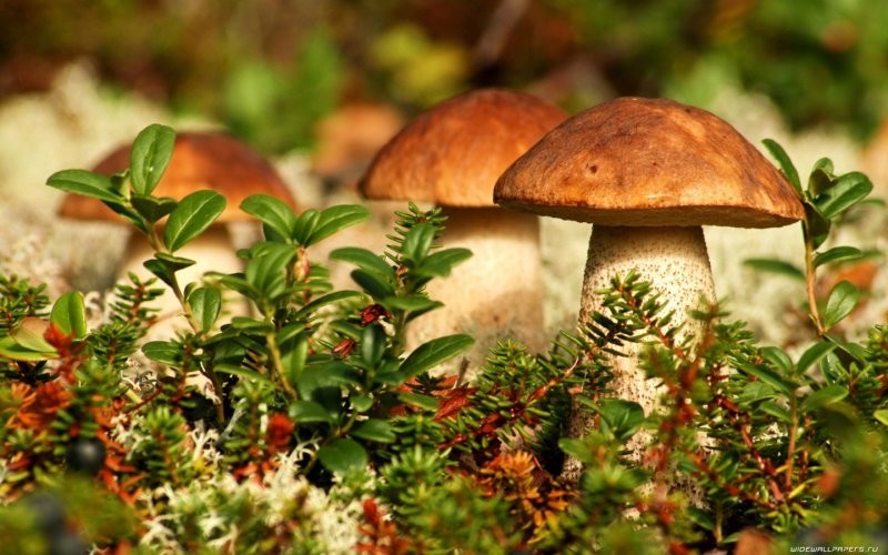 Скажи мне что-нибудь на грибном: ученые выяснили, как общаются грибы
