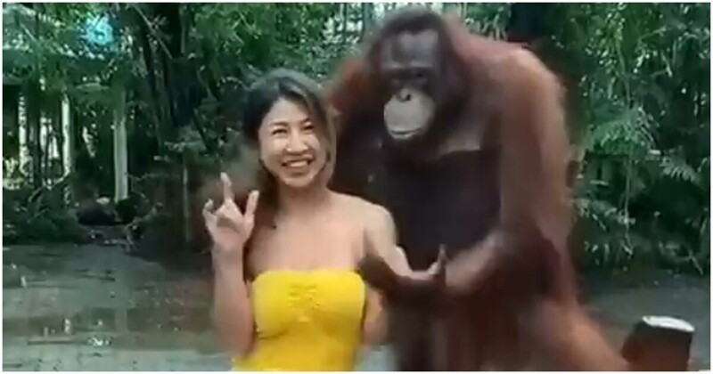 Порно видео женщины и обезьяна