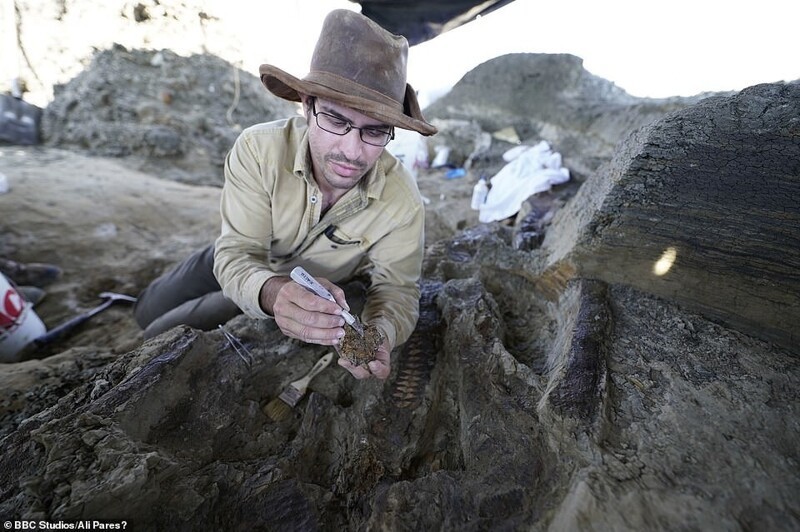 Ученые нашли древние останки, датированные днём гибели динозавров