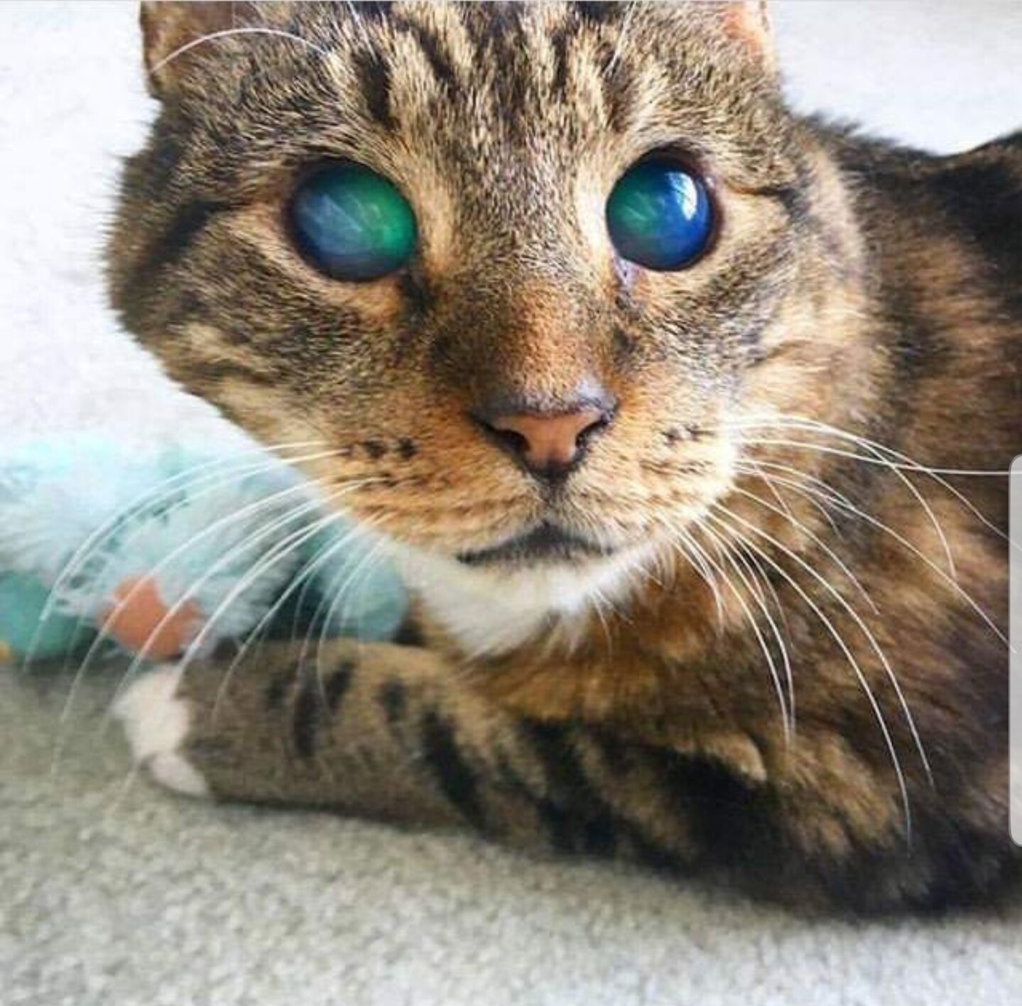 Редкие цвета кошек. Необычные кошки. Слепой кот. Коты с необычными глазами. Кошки красивые необычные.