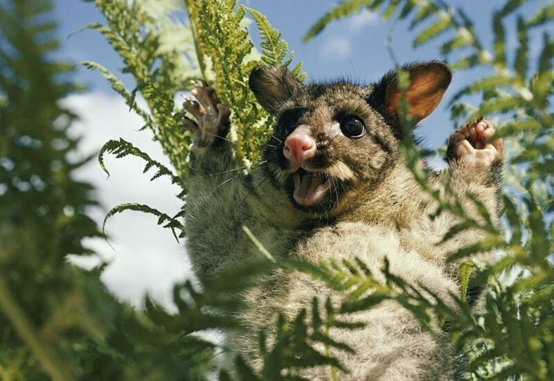 Австралийская животина: Лисий кузу