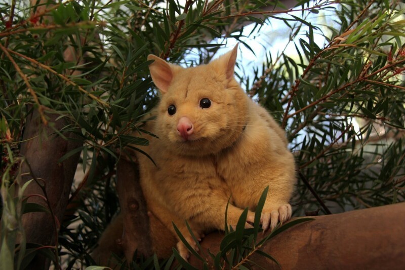 Австралийская животина: Лисий кузу