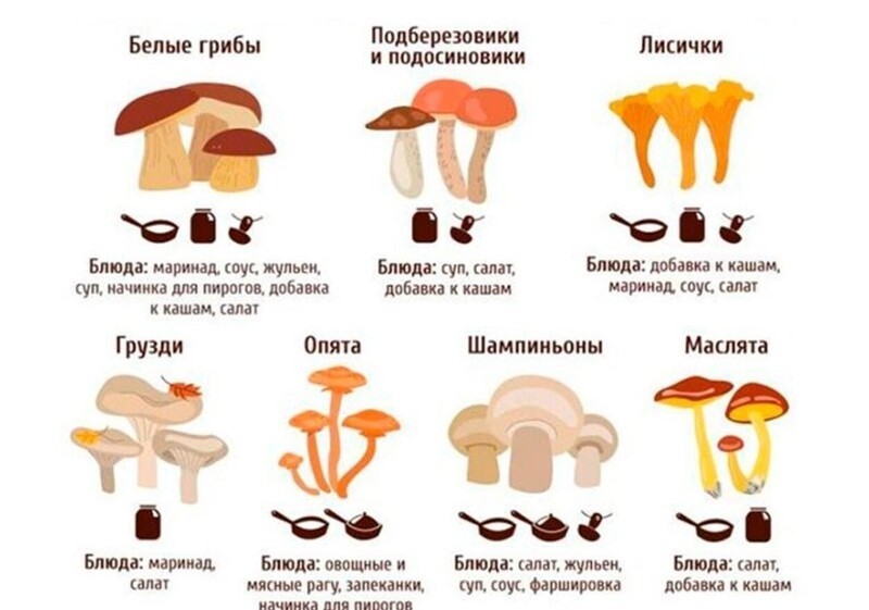 Что готовить из грибов