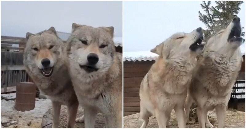 Волки спешат поделиться с хозяином свежими новостями