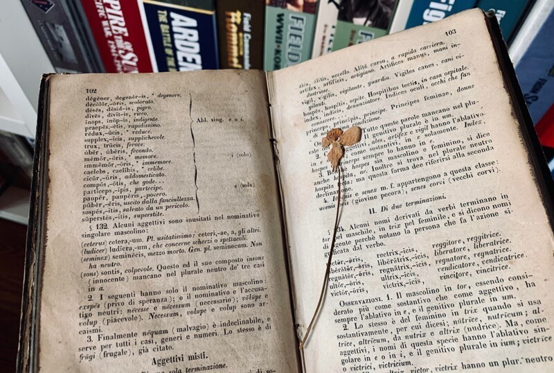 Засохший цветок в 165-летней книге на латинском