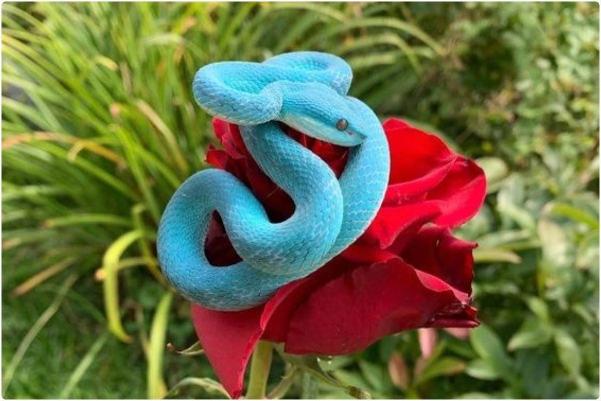 Про синюю змею. Голубые змеи. Синяя змея. Голубая змея на Розе. Красно синяя змея.