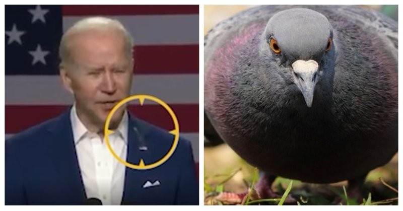 Президента США обгадила птица прямо во время выступления