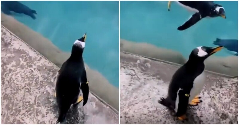 Женщина вернула выпавшего из бассейна пингвина к сородичам