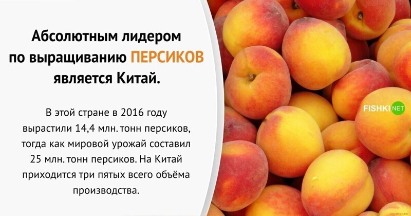 Китай тут. Интересные факты о продуктах. Какой фрукт самый популярный в России.