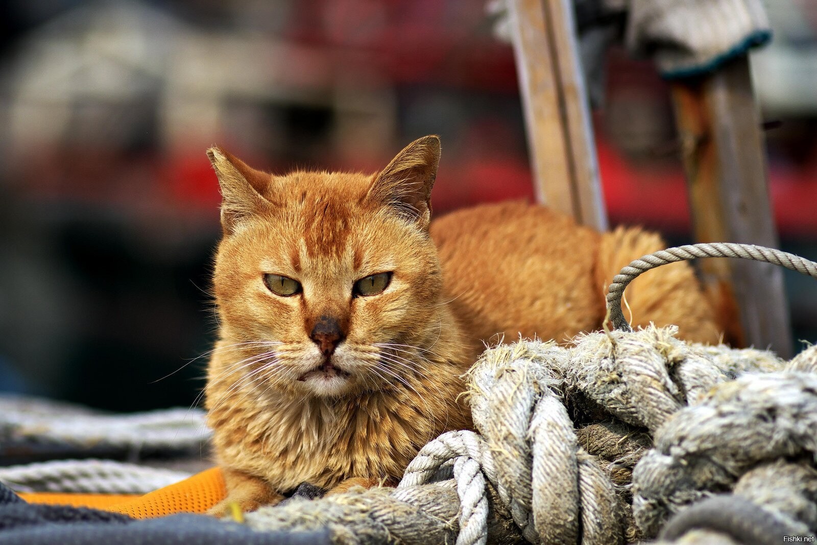 Уличный кот. Рыжий уличный кот. Колоритные котики. Подборка уличных котов. Толстый уличный кот.