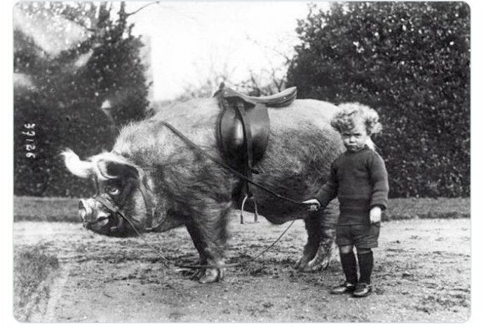 "Но я хотел пони!" Мальчик и ездовая свинья, 1930 год