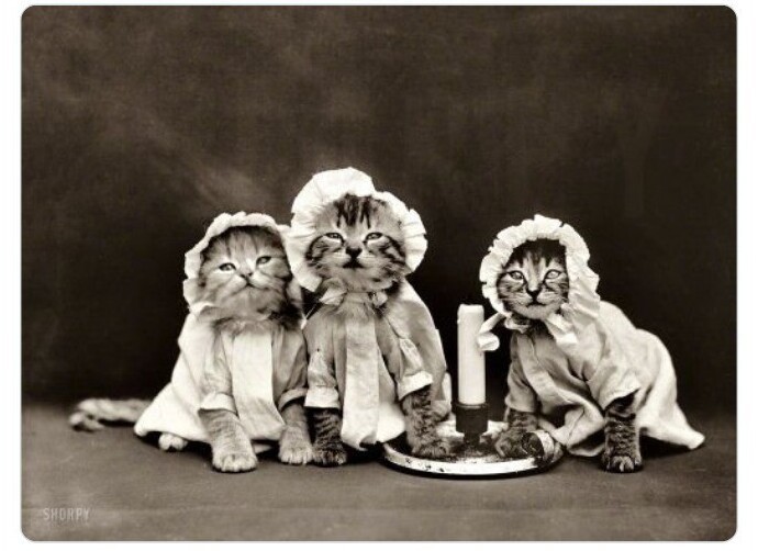 Мем с котиками 1914 года