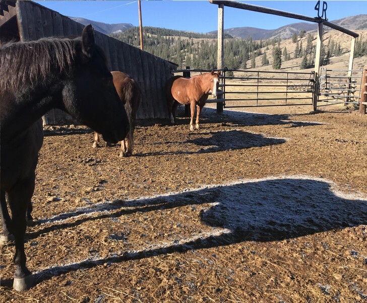 "Наши лошади стояли так смирно, что на их тенях до сих пор остался снег"
