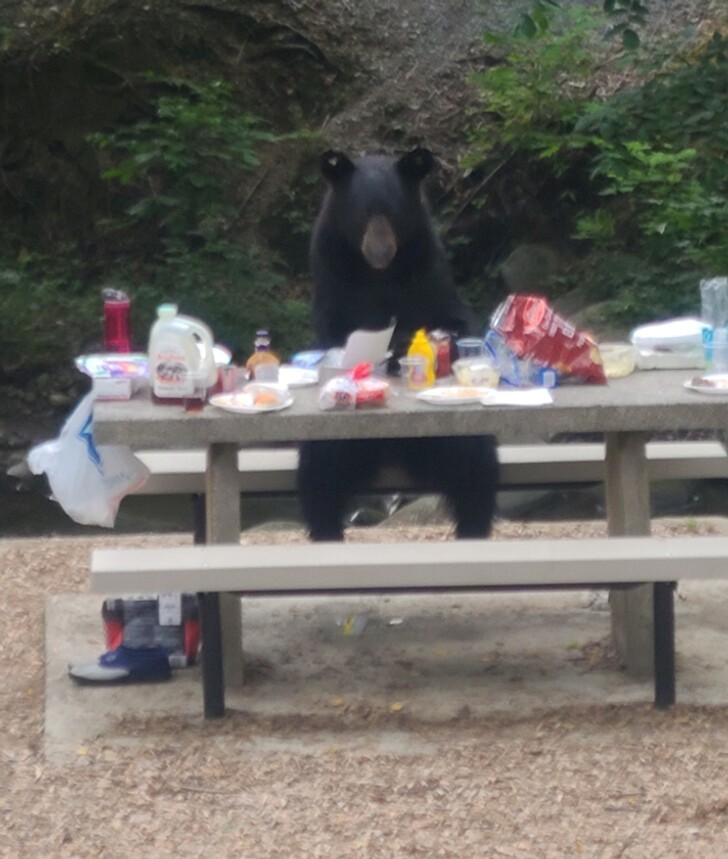 Медведь зашёл на пикник и сел за стол