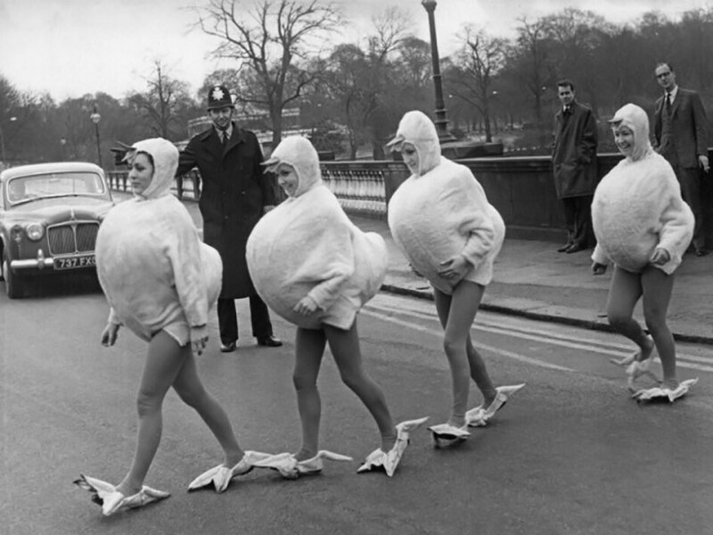 Полицейский остановил движение, чтобы позволить четырем цыпочкам перейти дорогу. Гайд-парк, Лондон, 1966 год