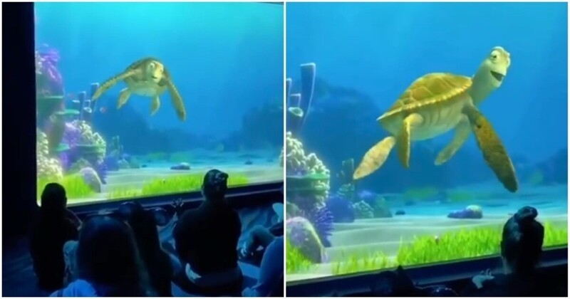 Turtle show. Черепаха из оно.