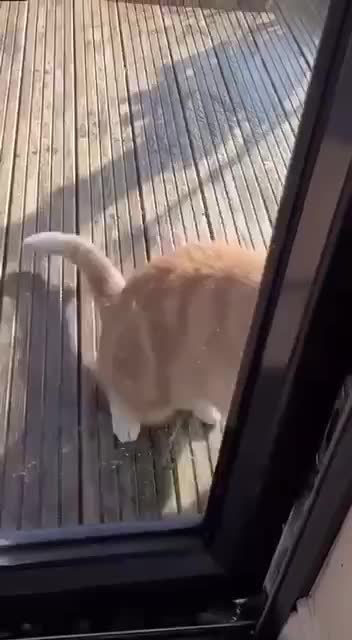 Кот притворился видео. Кот притворился видео