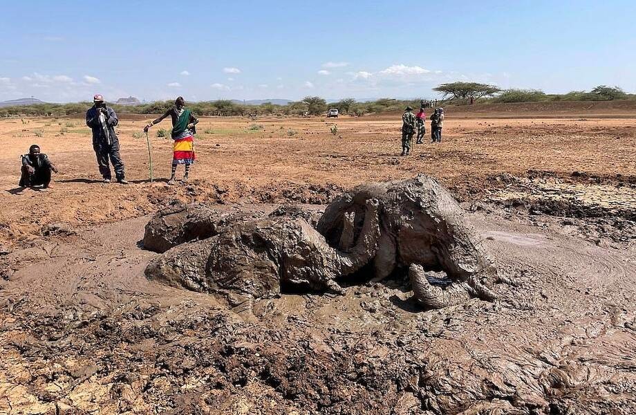 2 часа и трактор потребовались людям, чтобы спасти семью слонов из грязевой ямы