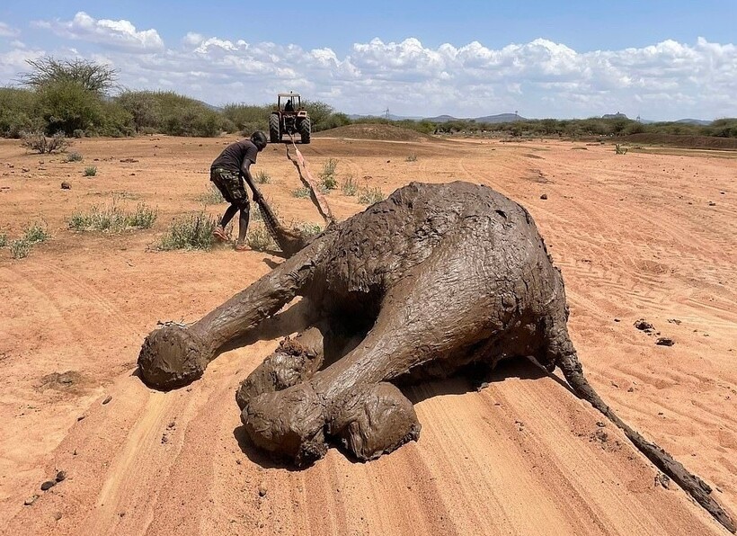 2 часа и трактор потребовались людям, чтобы спасти семью слонов из грязевой ямы