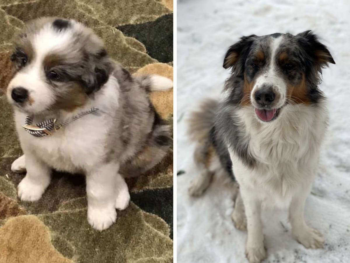 18 фотографий до и после того, как милые щеночки превратились в шикарных собачищ