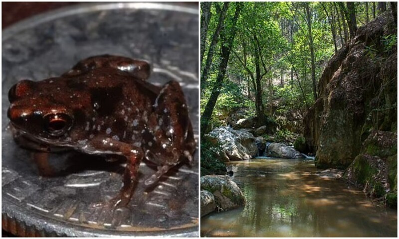 Учёные открыли виды лягушек размером с монетку