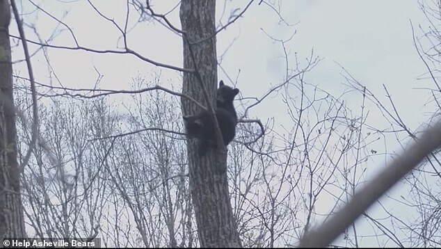 Зоозащитники спасли медвежат с высокого дерева