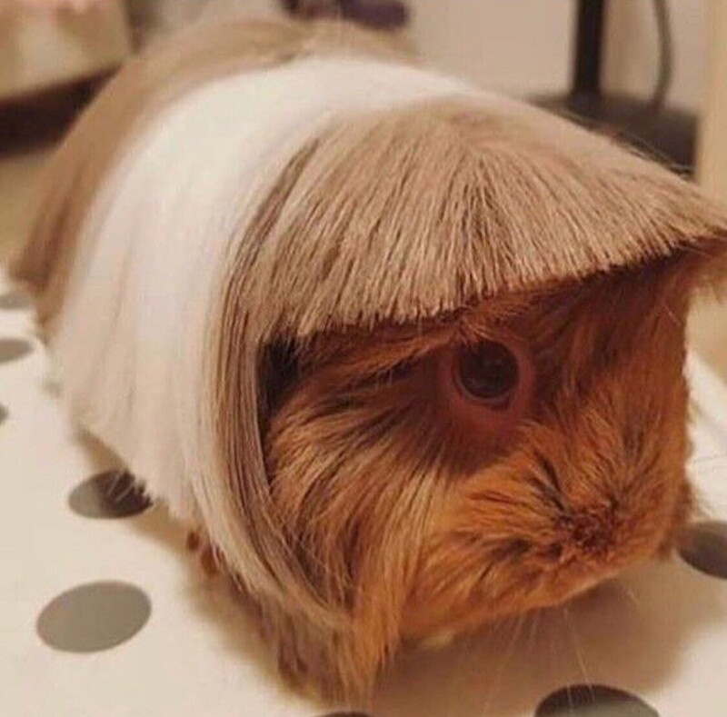20+ животных со странными и смешными причёсками