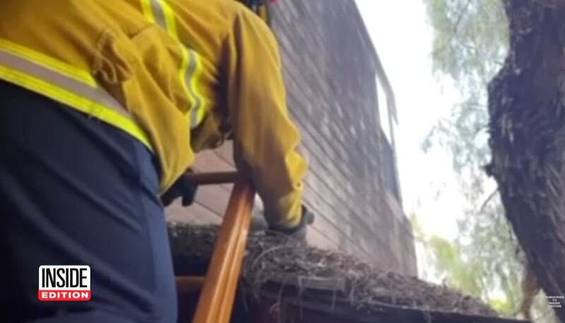 Спасибо за добро: пожарные спасли перепуганного совёнка