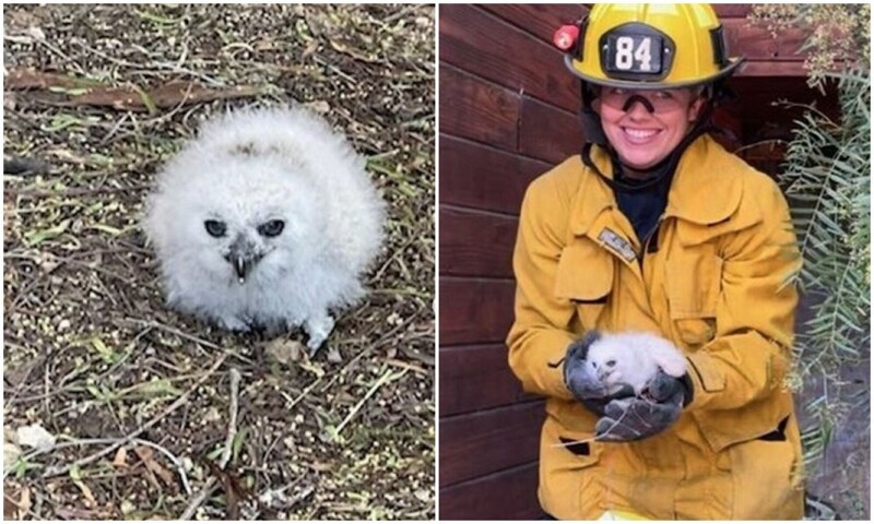 Спасибо за добро: пожарные спасли перепуганного совёнка