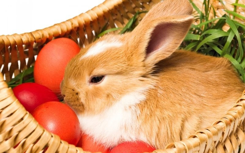 Как появился пасхальный кролик, и что он символизирует?