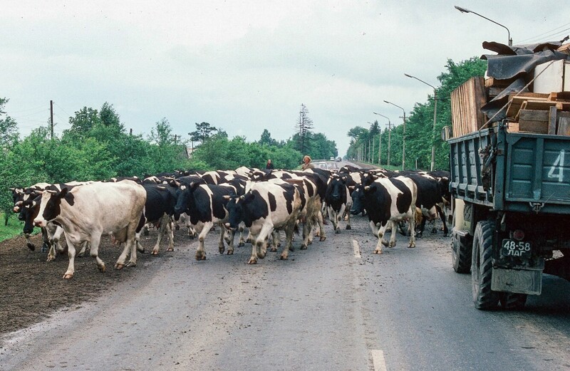 Коровы на шоссе между Новгородом и Ленинградом