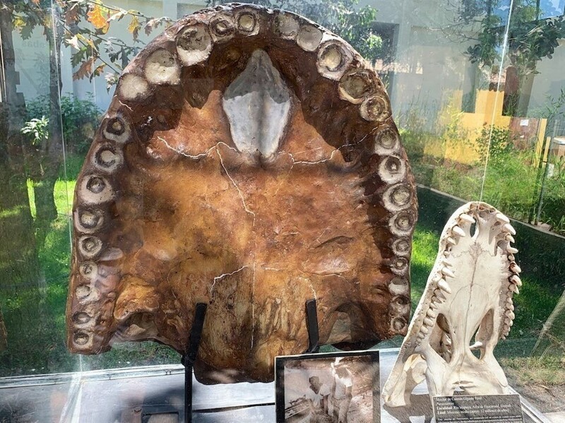 Сравнение челюсти вымершего каймана Пурусзавра и современного крокодила