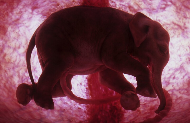 Слонёнок в утробе матери