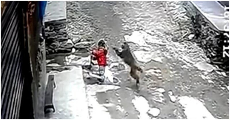 В Китае обезьяна неожиданно напала на трёхлетнюю девочку