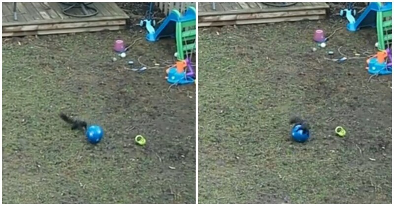 Белка играет с мячиком во дворе