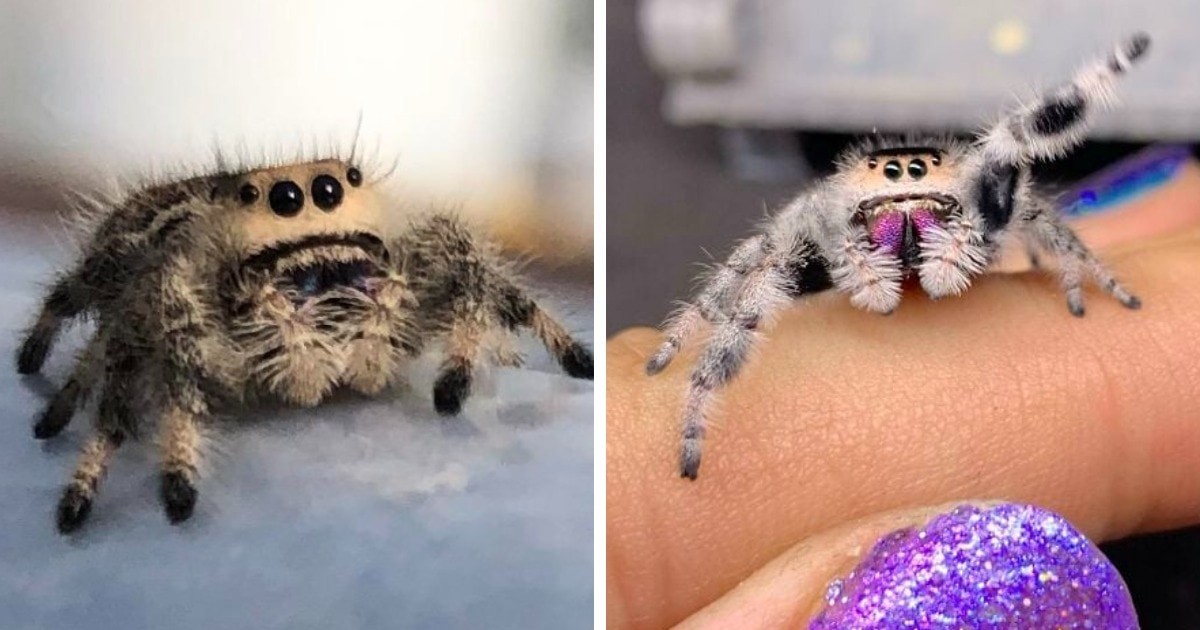 20 фотографий милых пауков