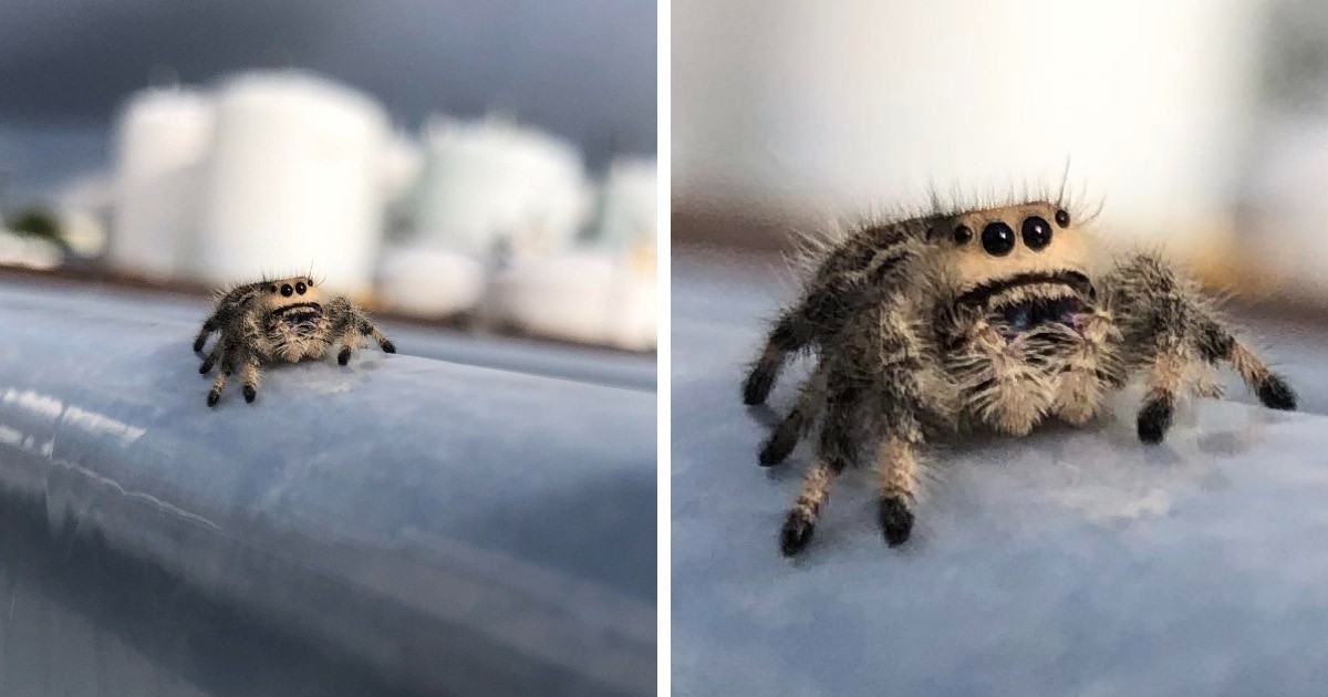 20 фотографий милых пауков