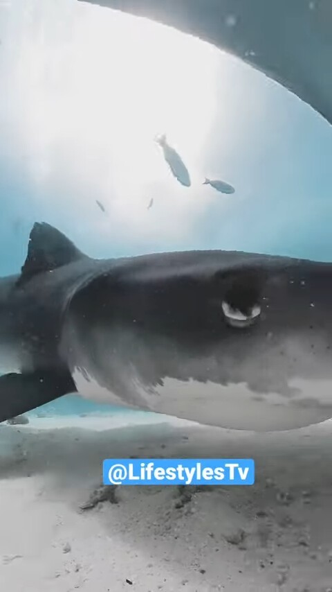 Видео: тигровая акула пытается сожрать подводную камеру